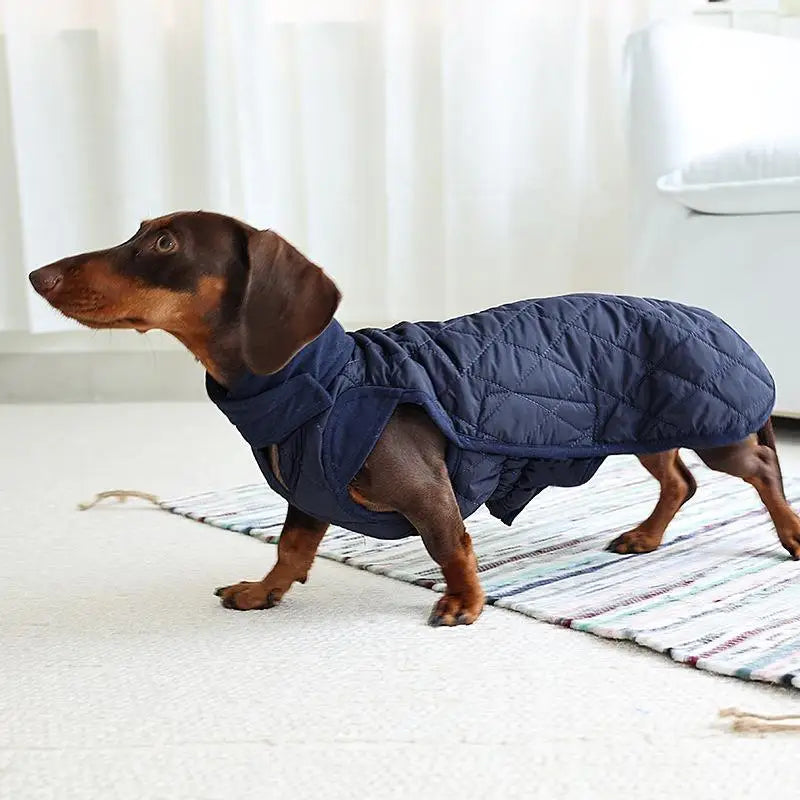 Dachshund wearing navy quilted winter dog coat indoors