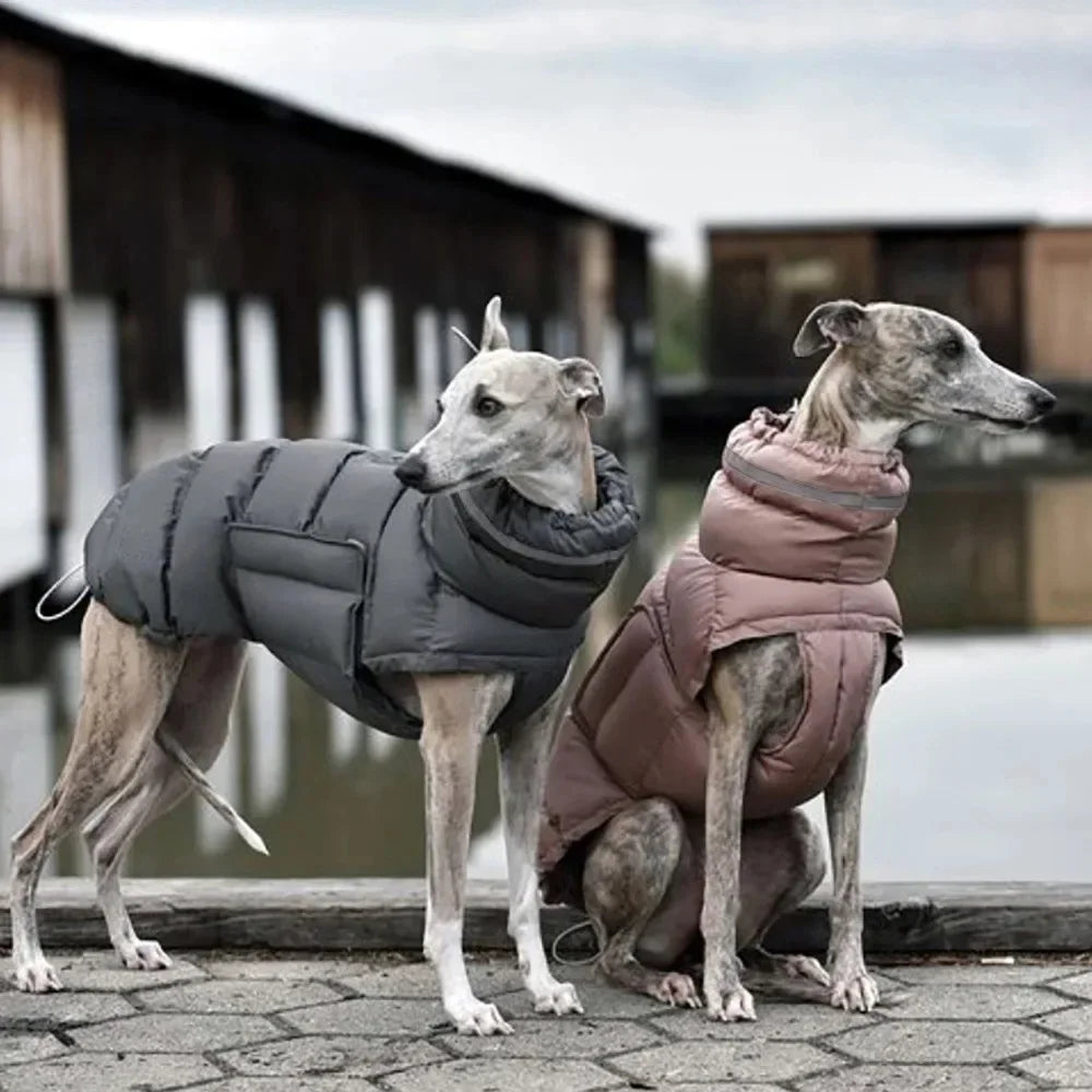 Two greyhounds wearing grey and pink winter coats outdoors