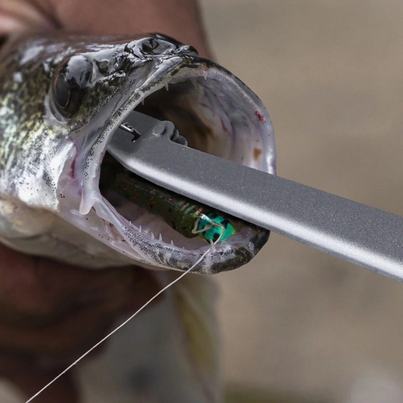 Angler removing hook from fish using long hook remover pliers