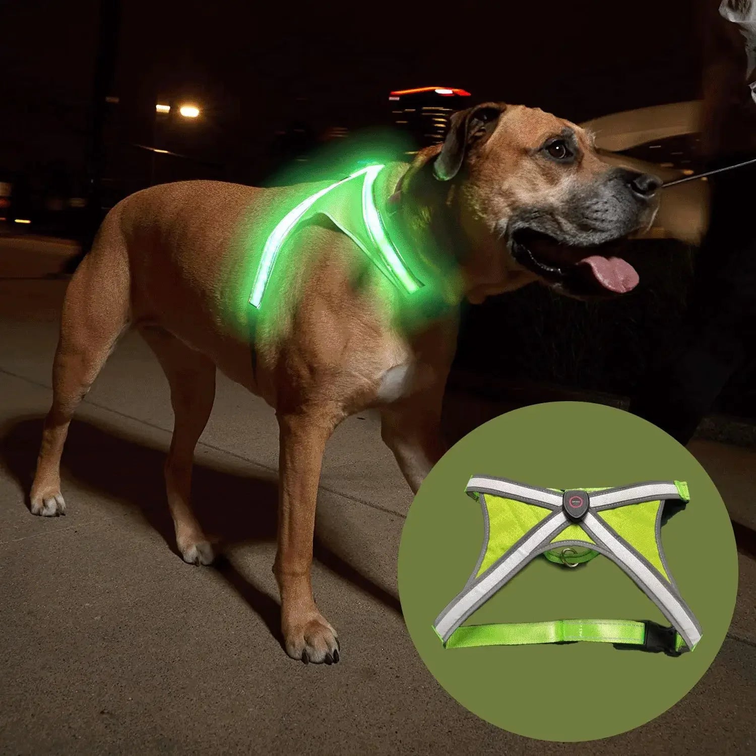 Dog wearing LED chest harness