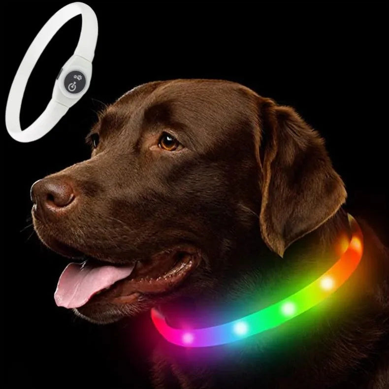 Dog wearing multicolour LED collar glowing in darkness