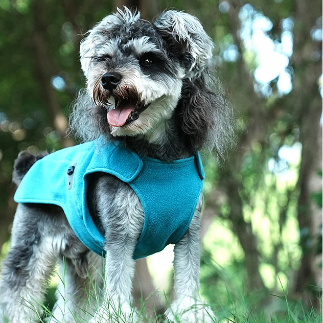 Small dog wearing teal fleece lined winter coat outdoors