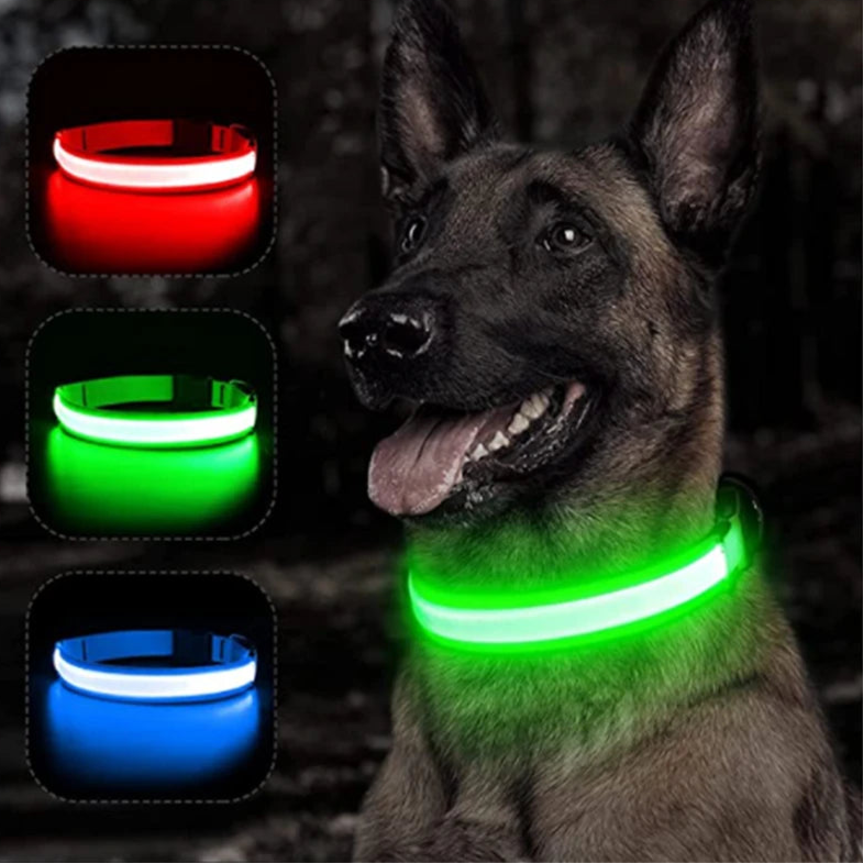 Dog wearing green glowing USB LED collar at night