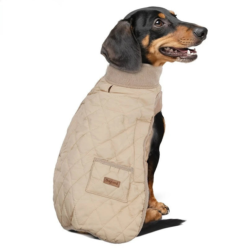 Dachshund sitting wearing beige padded winter coat