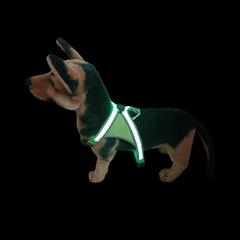 Small dog wearing green LED chest harness at night